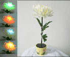 Garden Light
